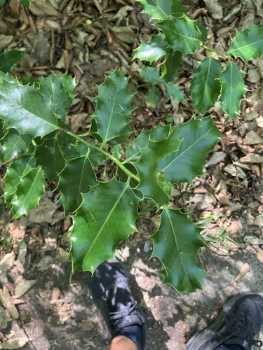 European holly
