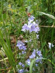 Veronica austriaca