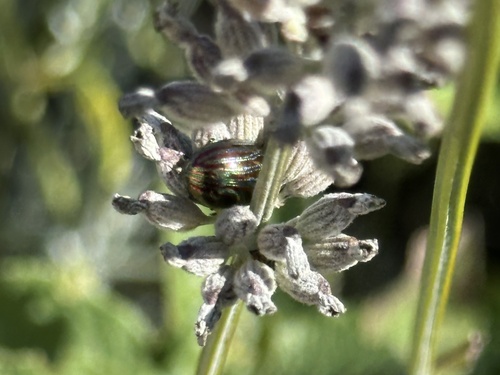 Rosemary Beetle