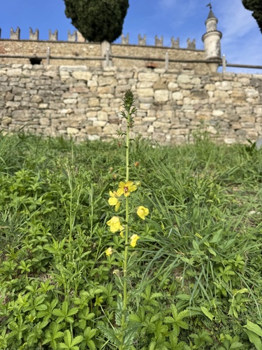 Verbascum blattaria