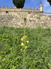Verbascum blattaria