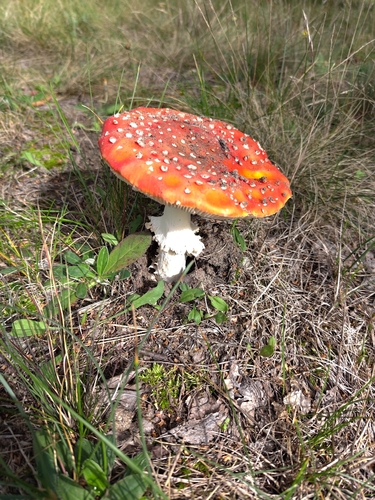 Fly Agaric