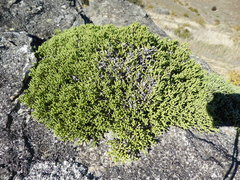 Helichrysum intermedium