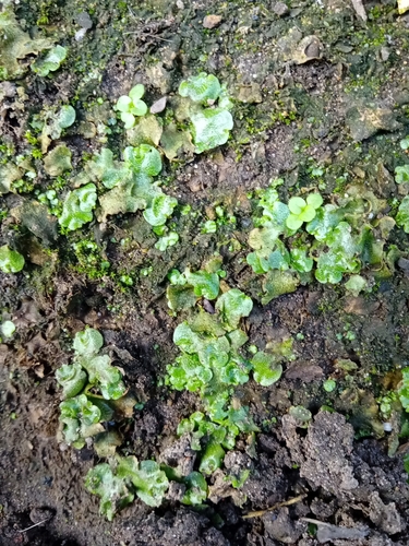 Crescent-cup liverwort