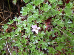Geranium sibbaldioides sibbaldioides