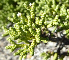 Helichrysum intermedium