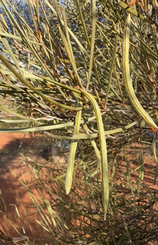 Acacia ramulosa observed 2026-09-26