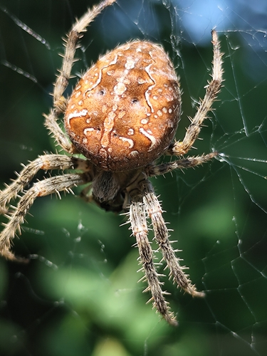 Cross Orbweaver