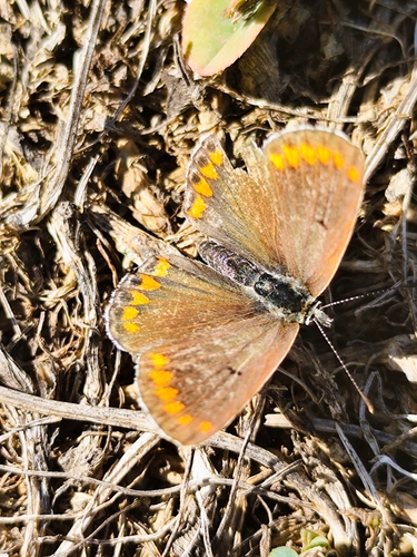 Brown Argus