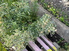 Erigeron sumatrensis