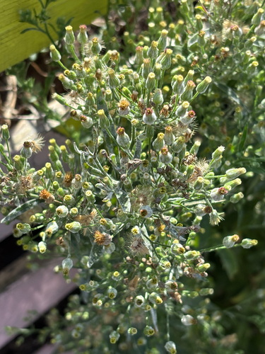 Erigeron sumatrensis, photograph 1