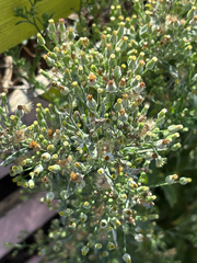 Erigeron sumatrensis, photograph (c) Jose Gutierrez Higa, some rights reserved (CC BY)