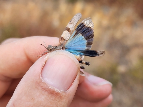 Blue-winged Grasshopper