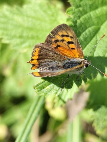 Small Copper