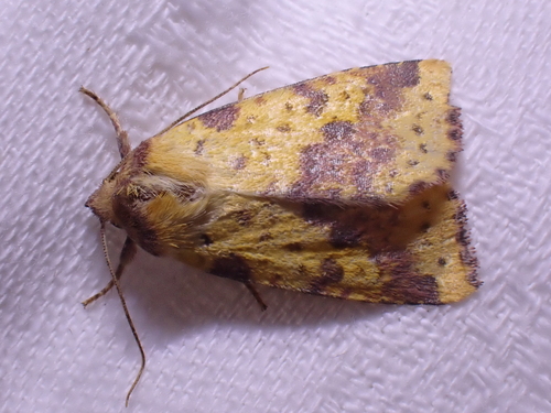Pink-barred Sallow