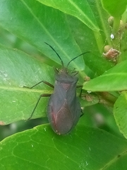Sethenira ferruginea