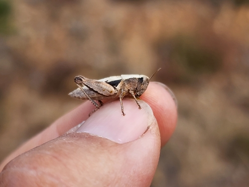 Common Maquis Grasshopper