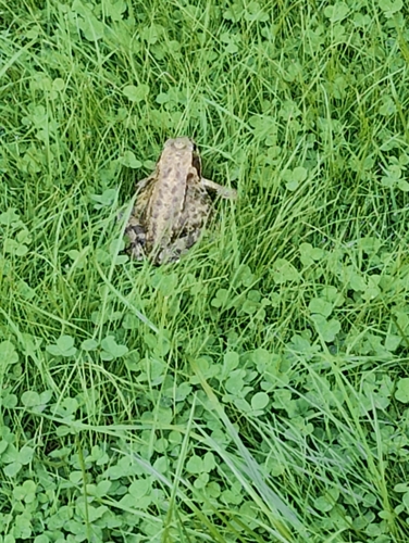 European Common Frog