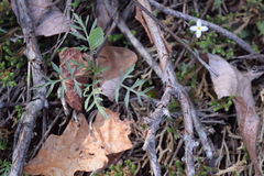 Packera millefolium