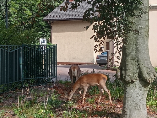 Red Deer