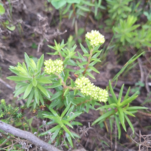 Crassula subulata