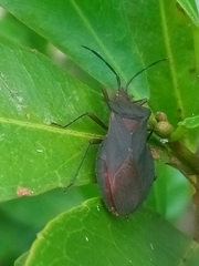 Sethenira ferruginea