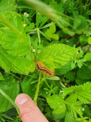 Acronicta rumicis