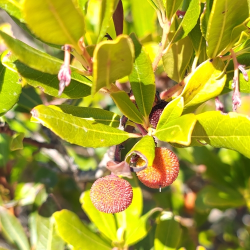 strawberry tree