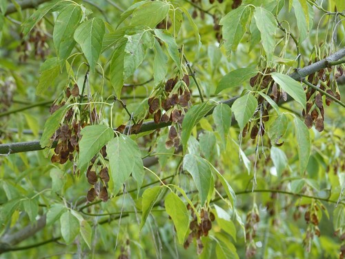 box elder