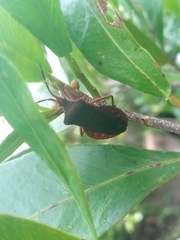 Sethenira ferruginea