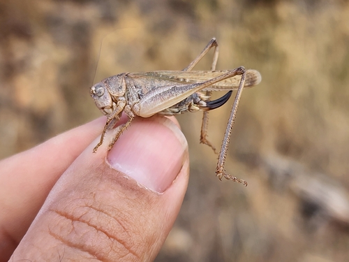 Intermediate Grey Bush-cricket