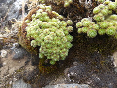 Draba aretioides