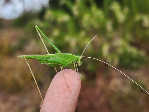 Lily Bush-cricket