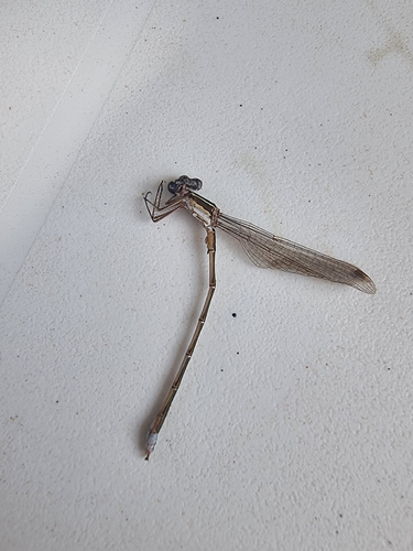 Small Spreadwing