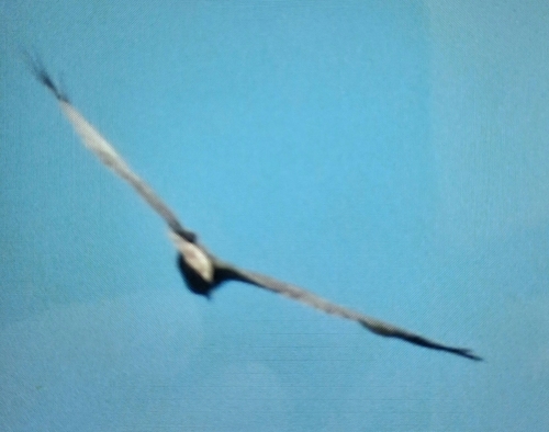 Western Marsh Harrier
