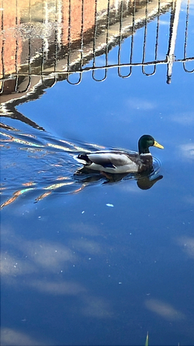 Mallard
