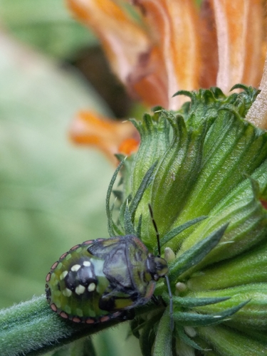 Southern Green Stink Bug