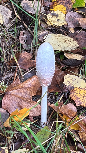Shaggy Mane