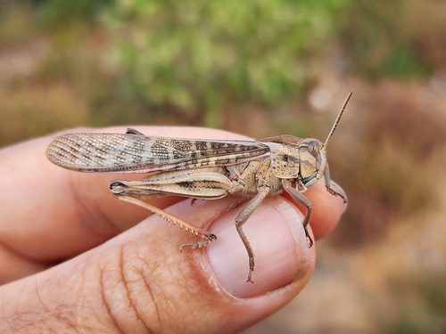 Migratory Locust