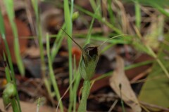 Pterostylis pedunculata, photograph (c) Greg Tasney, some rights reserved (CC BY-SA)