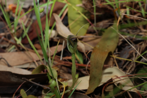 Pterostylis pedunculata, photograph 6