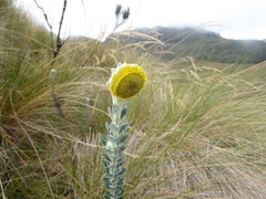 Lasiocephalus ovatus