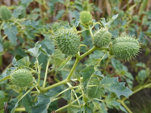 jimsonweed