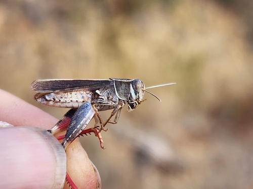 Barbary Grasshopper