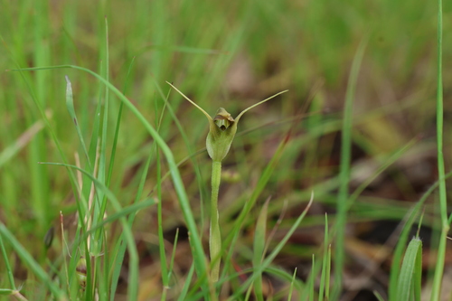 Pterostylis pedunculata, photograph 2