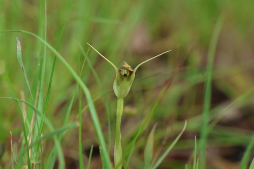 Pterostylis pedunculata, photograph 3