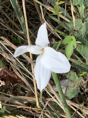 Zephyranthes drummondii