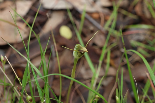 Pterostylis pedunculata, photograph 4