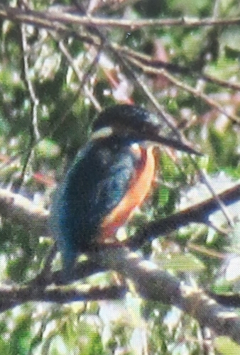 Common Kingfisher
