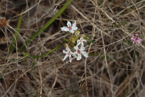 Burchardia umbellata
